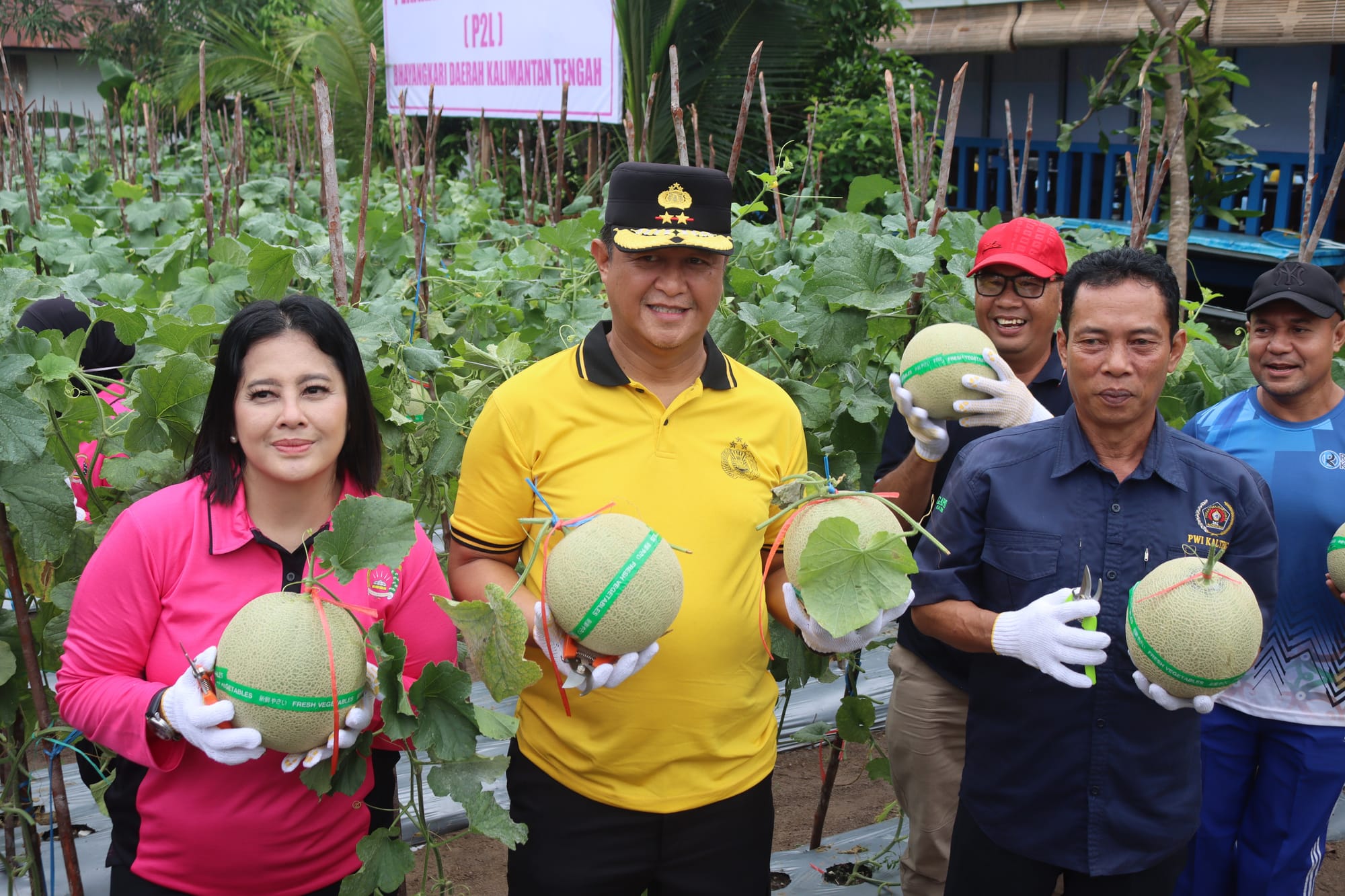 Kapolda Kalteng Bersama Bhayangkari Panen Melon Perdana, Wujud Nyata Ketahanan Pangan