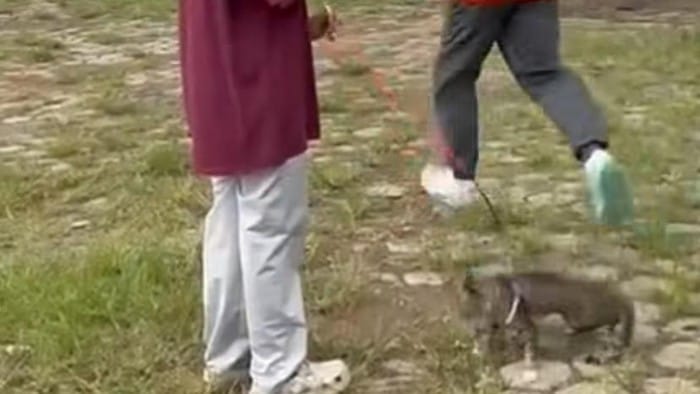 Penendang Kucing di Blora Belum Jadi Tersangka, Polda Jateng Beri Penjelasan
