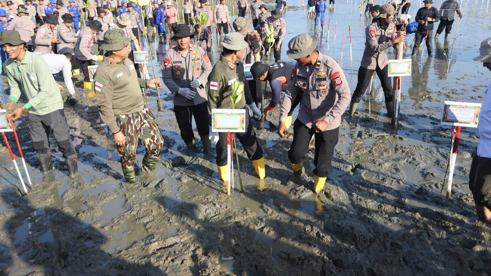 Perkuat Ekologi dan Ekonomi Warga, Polda Aceh Tanam 10 Ribu Mangrove Lewat Program Green Policing