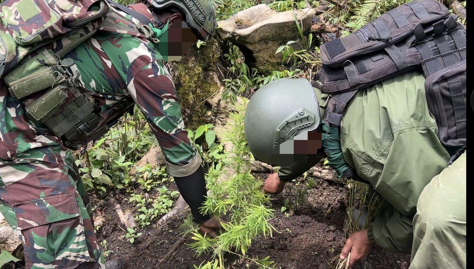 Patroli Taktis Gabungan Satgas Cartenz, Polres Pegunungan Bintang dan TNI Ungkap Ladang Ganja