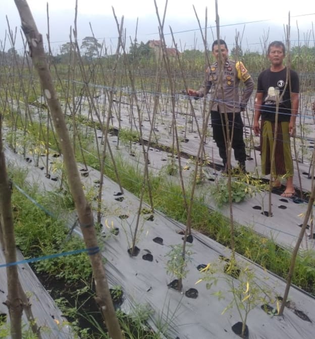 Bhabinkamtibmas Batulayang Sambangi Petani Cabai dan Beri Motivasi Tingkatkan Kualitas Panen