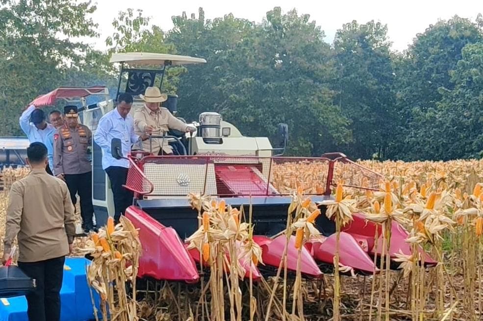 Presiden Prabowo dan Kapolri Panen Raya Jagung Nasional di Tuban Perkuat Ketahanan Pangan