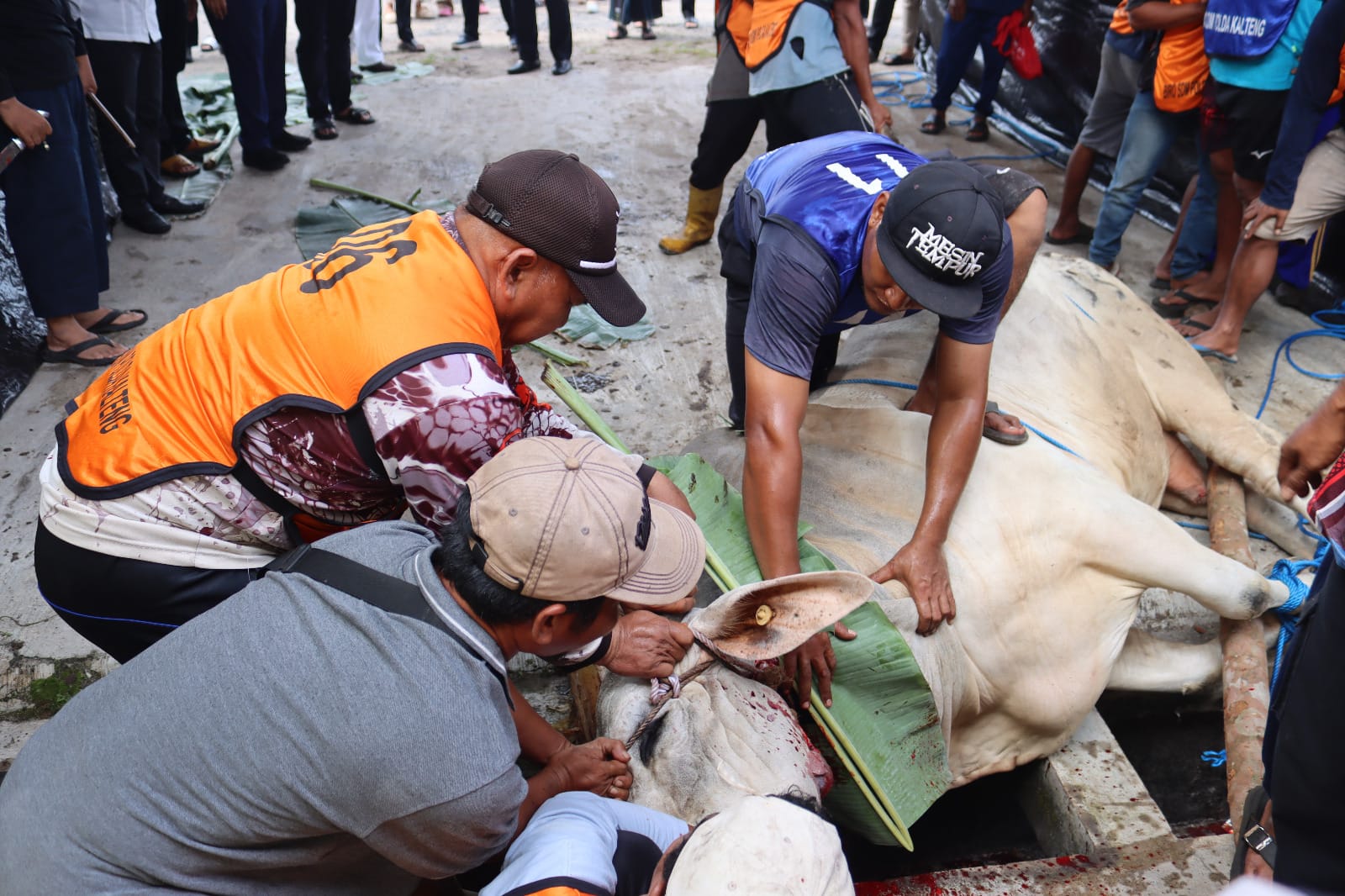 Kapolda Kalteng: Penyembelihan 246 Hewan Kurban Bentuk Kepedulian Polri kepada Warga