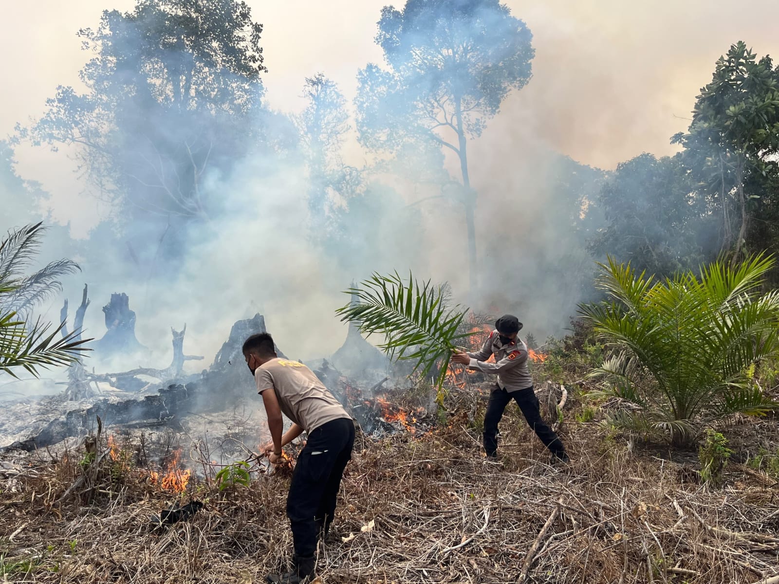 30 Personel Satbrimob Polda Jambi Dikerahkan Tangani Karhutla di Betara Tanjab Barat