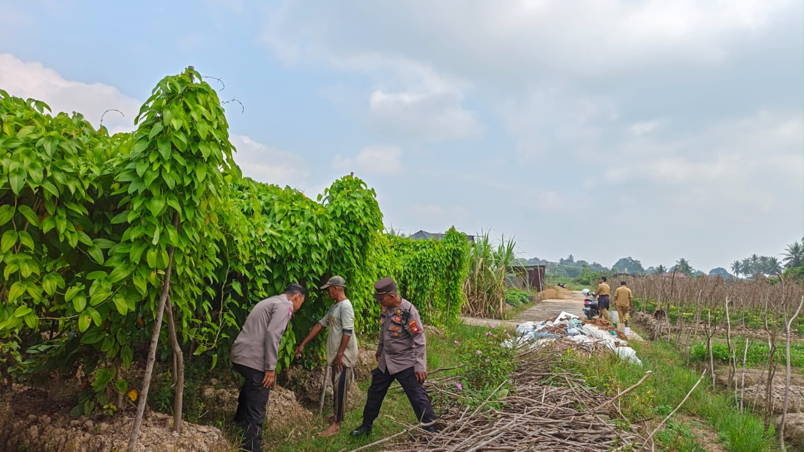 Polsek Pontianak Barat Bersama Petani Tanam Ubi Ungu Dukung Swasembada Pangan