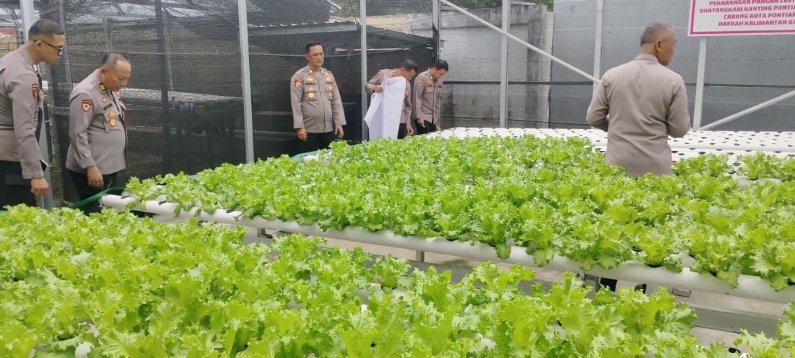 Polsek Pontianak Timur Dukung Swasembada Pangan melalui Greenhouse Tanaman Selada