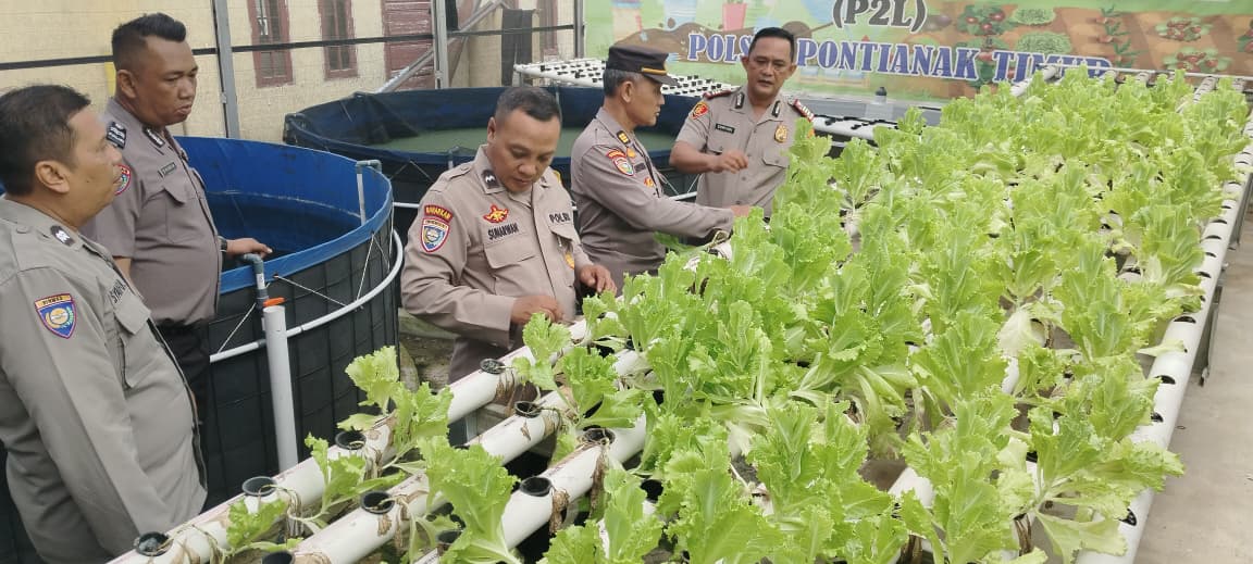 Manfaatkan Lahan Mako, Polsek Pontianak Timur  Tanam Selada