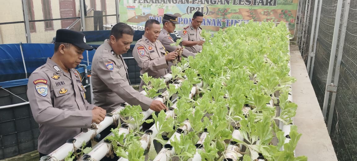 Manfaatkan Lahan Mako, Polsek Pontianak Timur  Tanam Selada