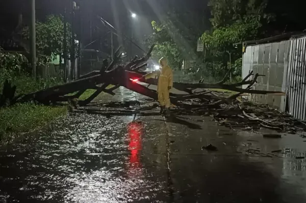 Innalillahi, Pengendara Motor Tewas Tertimpa Pohon Trembesi di Rembang