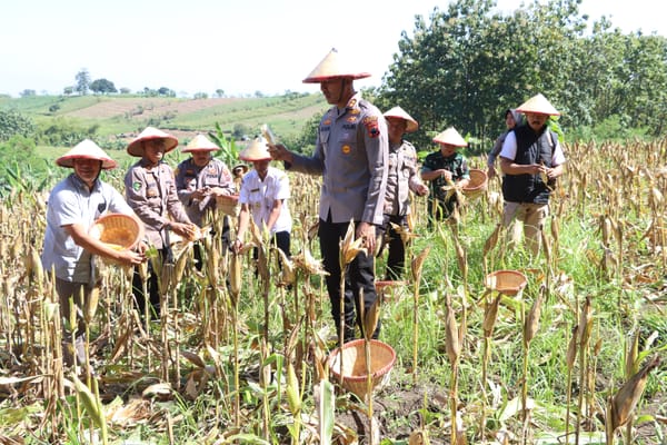 Kapolres Demak Turun Langsung Pimpin Panen Jagung di Desa Wonosekar