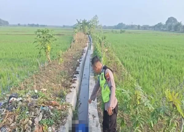 Penemuan Mayat di Saluran Air Sawah Gubug, Polisi Selidiki Penyebab Kematian
