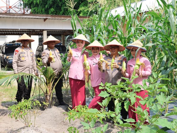 Kapolda Kalteng dan Bhayangkari Panen Jagung, Wujud Nyata Dukung Ketahanan Pangan