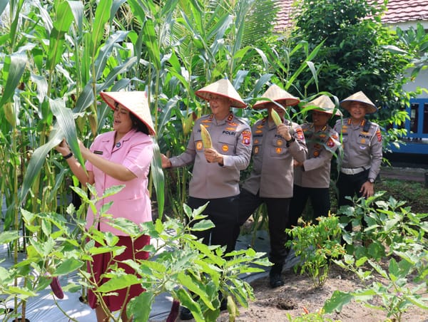 Dukung Program Ketahanan Pangan, Kapolda Kalteng Bersama Bhayangkari Panen Jagung di Lahan PPL
