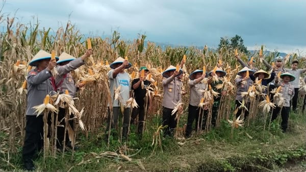 Dukung Ketahanan Pangan, Polres Pemalang dan Dinas Pertanian Panen Jagung Tahap Pertama