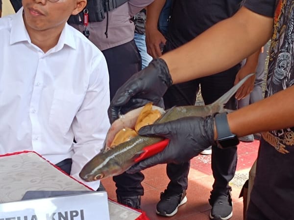 Barang Haram dalam Box Ikan, Polres Tarakan Bongkar Penyelundupan Sabu Antarprovinsi