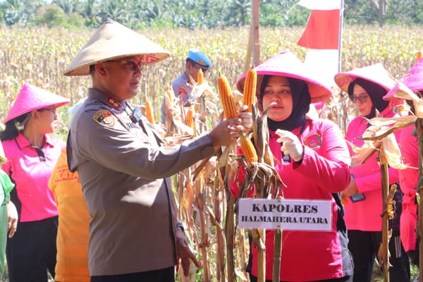 Sinergi Dana Desa dan Polda Malut, Panen Raya Jagung Wujudkan Ketahanan Pangan