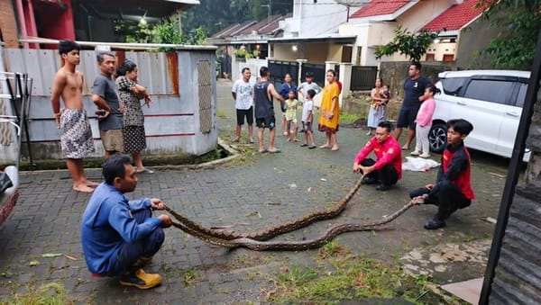 Heboh! Sepasang Piton Jebol Plafon Rumah Warga Banyumas, Disangka Tikus
