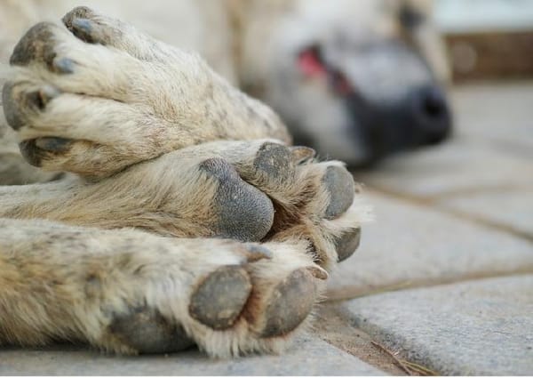 Viral Video Penyiksaan Anjing, Polres Sragen Ungkap Pelakunya