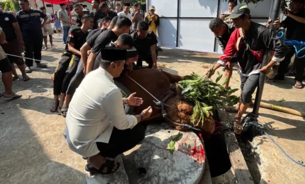 Rayakan Idul Adha, Polrestabes Semarang Gelar Pemotongan Hewan Kurban