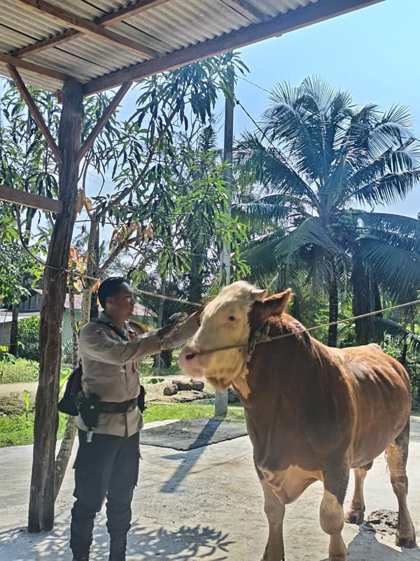Sapi Bhabinkamtibmas Terpilih Jadi Hewan Kurban Presiden Prabowo di Indragiri Hulu