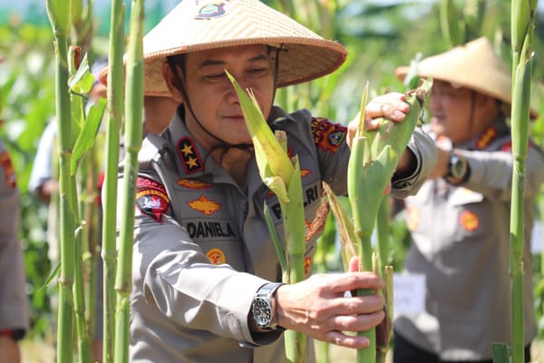 Kapolda Bali Pimpin Panen Raya Jagung Serentak Kuartal II, Dukung Swasembada Pangan 2025