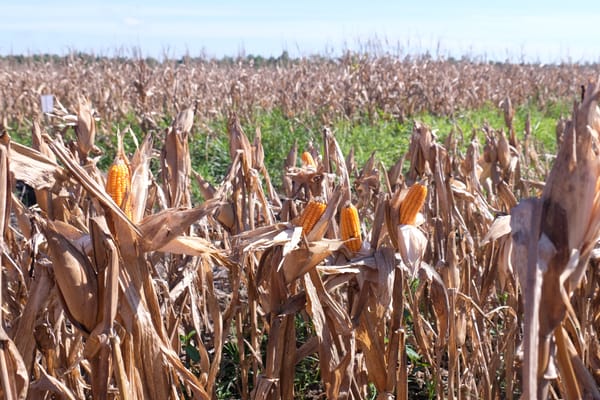 Polda Kalsel Panen 41 Ton Jagung di Lahan Rawa Basah