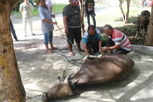 Satgas Gakkum ODC-2025 sembelih 2 ekor sapi di Posko Jayapura dalam rangka Idul Adha 1446 H