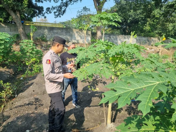 Polisi Sidoarjo Dukung Ketahanan Pangan dengan Budidaya Pepaya di Pekarangan