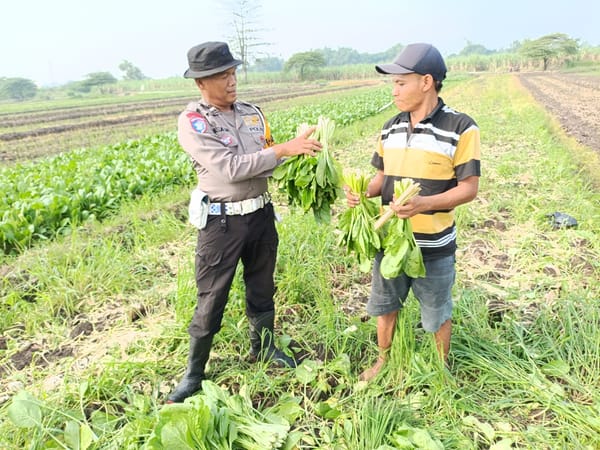 Gerakan Polisi Cinta Petani, Polresta Sidoarjo Dampingi Warga Kembangkan Kebun Sawi