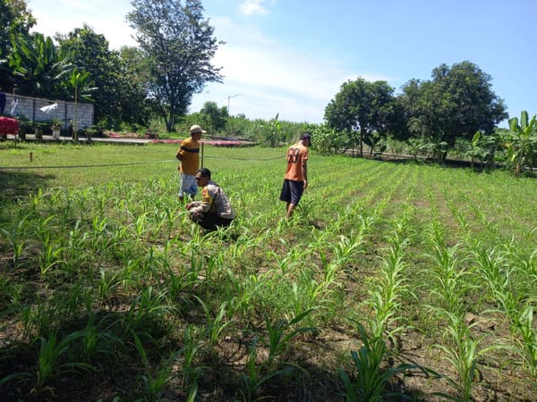 Polresta Sidoarjo Dukung Ketahanan Pangan Lewat Pendampingan Petani Jagung di Krembung