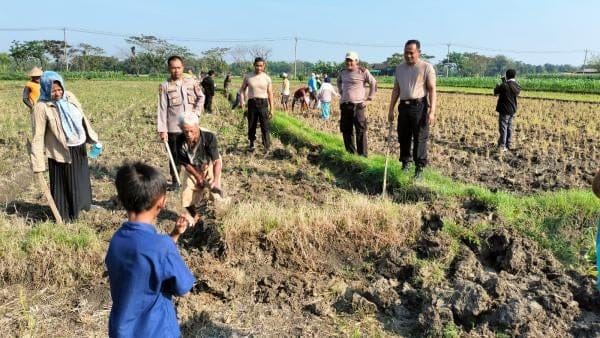 Kerja Sama Polres Grobogan dan Warga, 600 Tikus Berhasil Ditangkap di Sawah