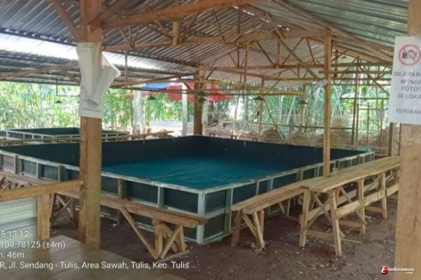 Arena Judi Sabung Ayam Diduga Beroperasi di Tulis Batang di Tempat Tersembunyi
