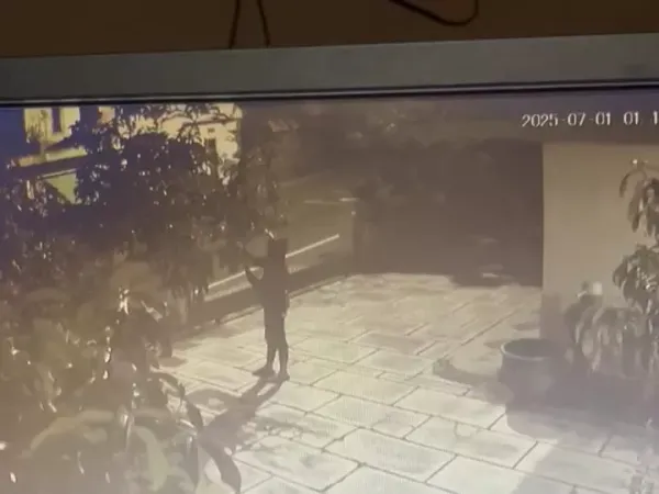 Aksi Pencurian Alpukat di Magelang Terekam CCTV, Kerugian Capai Rp2,5 Juta