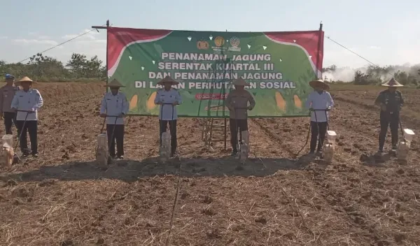 Lahan Tidur di Sukoharjo Diolah Jadi Ladang Jagung untuk Wujudkan Swasembada