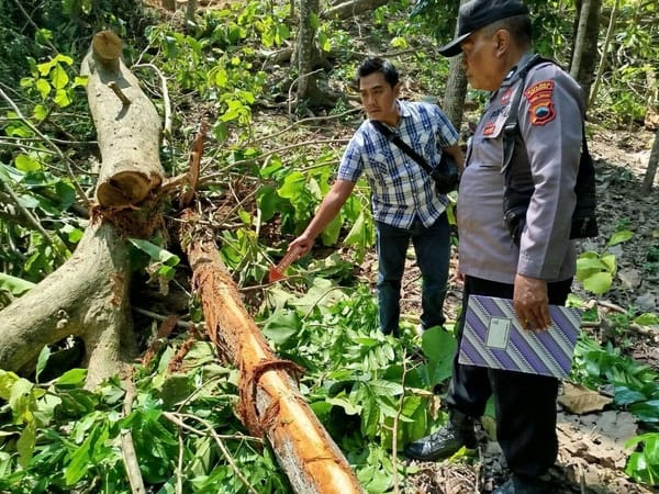Nahas! Blandong Tewas Tertimpa Pohon Mahoni di Sragen