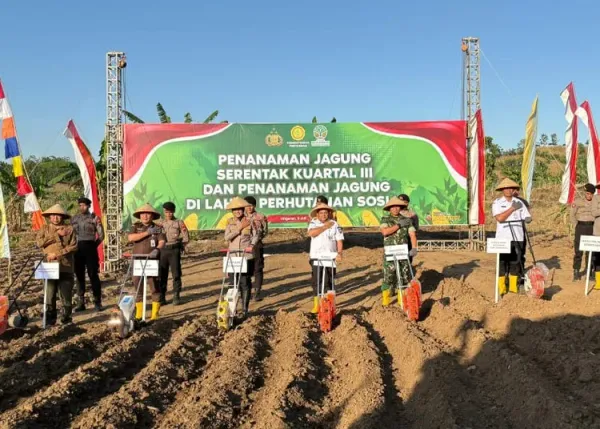 Sinergi Polres Semarang dan Forkopimda Tanam Jagung Kuartal III Dukung Ketahanan Pangan
