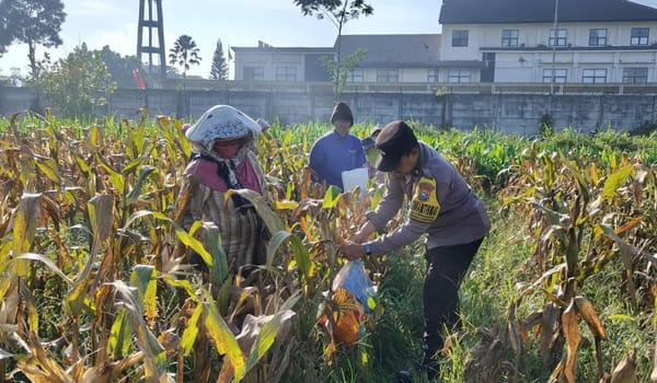Dukung Program Pangan Nasional, Polresta Malang Kota Panen Jagung Melimpah
