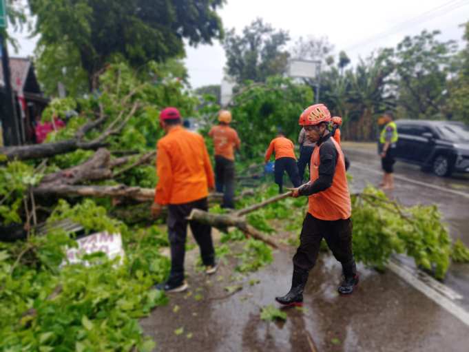 Angin Kencang di Grobogan, Pohon Tumbang Timpa Truk, BPBD Lakukan Evakuasi