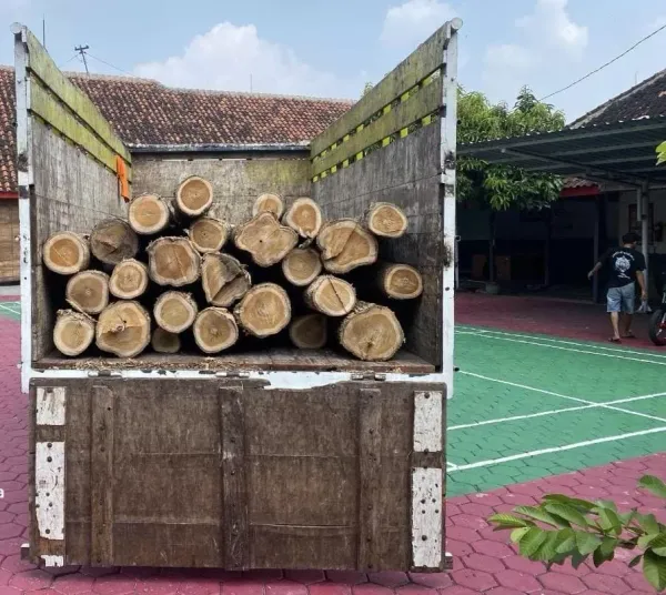 Pembalakan Liar Berujung Maut, Polres Sragen Amankan Dua Pelaku dan Puluhan Kayu Ilegal