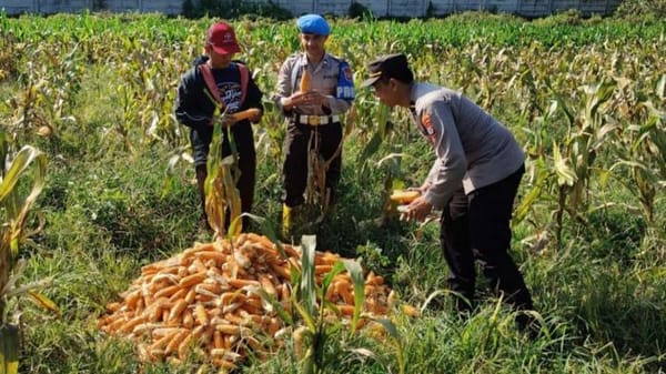 Panen Raya! Polresta Malang Kota Hasilkan 2,5 Ton Jagung