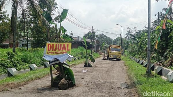 Warga Banyumas Tanam Pohon Pisang Protes Jalan Rusak ke Baturraden