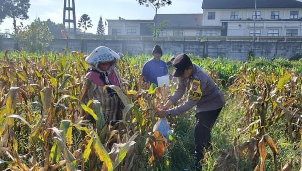 Dukung Ketahanan Pangan, Polresta Malang Kota Panen 2,5 Ton Jagung