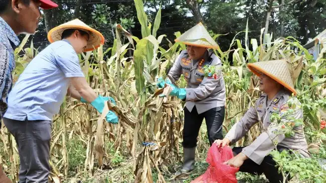 Sinergi Polresta Malang Kota dan Petani Hasilkan 2,56 Ton Jagung di Kuartal III