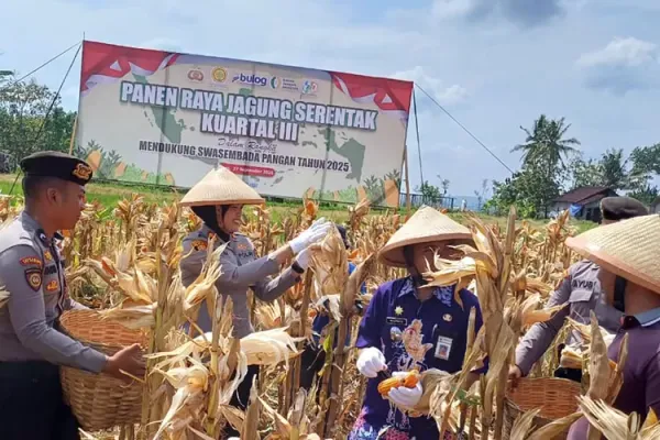 Polres Semarang Panen 1,2 Ton Jagung di Lemahireng untuk Dukung Ketahanan Pangan