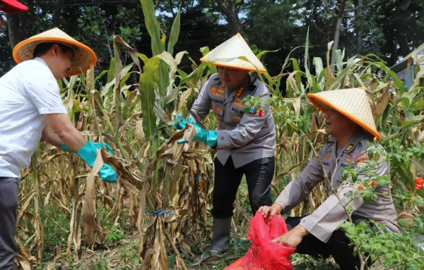 Panen Raya Jagung Serentak Kuartal III 2025 Digelar Polresta Malang Kota