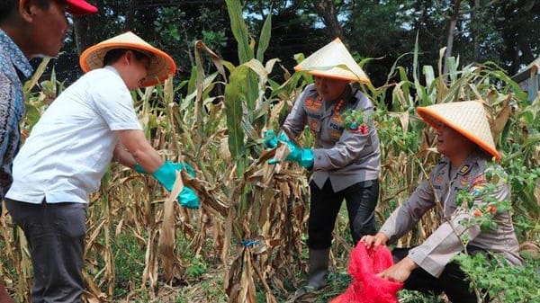 Panen Raya Jagung Serentak, Polresta Malang Kota Fokus Kembangkan Lahan Baru