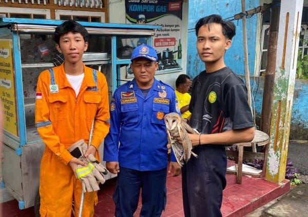 Burung Hantu Bersarang di Atap Rumah, Damkar Cilacap Turun Tangan