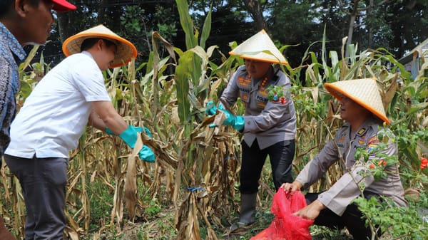 Polresta Malang Gelar Panen Jagung untuk Perkuat Swasembada Pangan