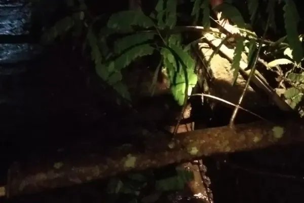Cuaca Ekstrem di Klaten, Pohon Tumbang Tutup Jalan dan Rusak Rumah Warga