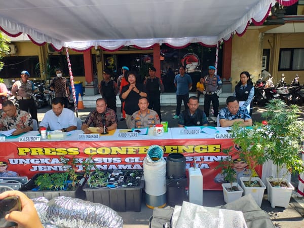 Grebek Kebun Ganja Polda Bali Amankan Dua WNA